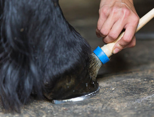 Helping horses with Mud Fever