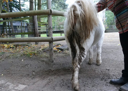 Equine faecal water discharge