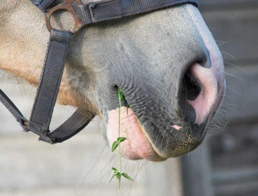 Horse and herbs