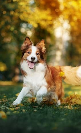 Feed Supplements for Companion Animals